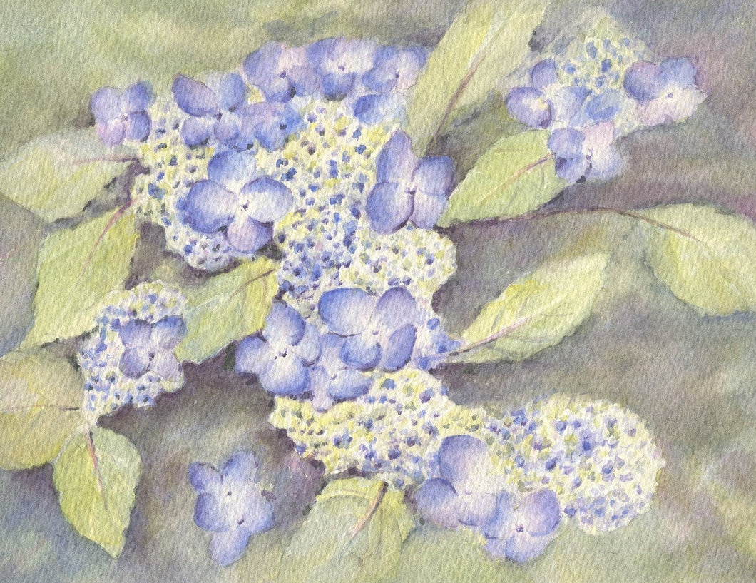 Lacecap Hydrangeas Floral Watercolor Painting Prints or Original, Watercolor Floral Art, Summer Floral, home decor wall decor blue flowers giclee print framed art hydrangeas original art watercolor floral print