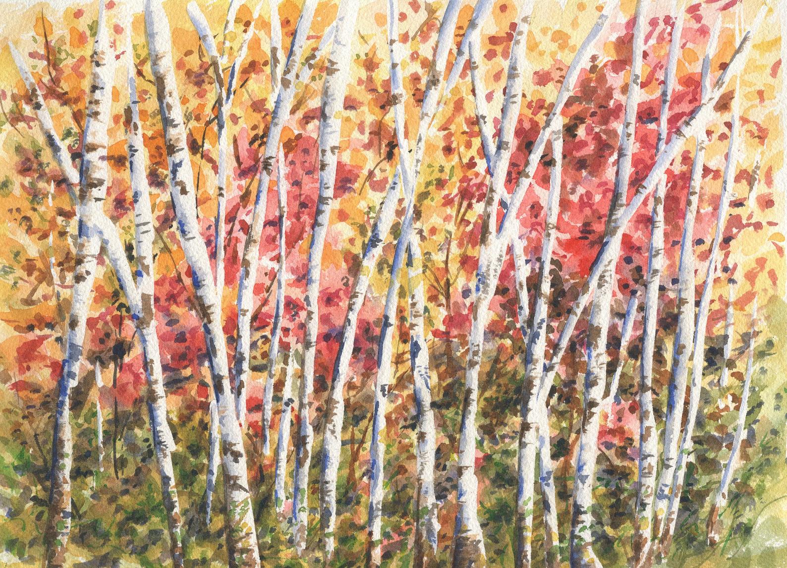 birch tree leaves in fall