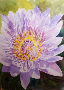 Chrysanthemum: Original watercolor painting flower painting framed floral print purple floral lavender flower art framed art print flowers - Leigh Barry Watercolors