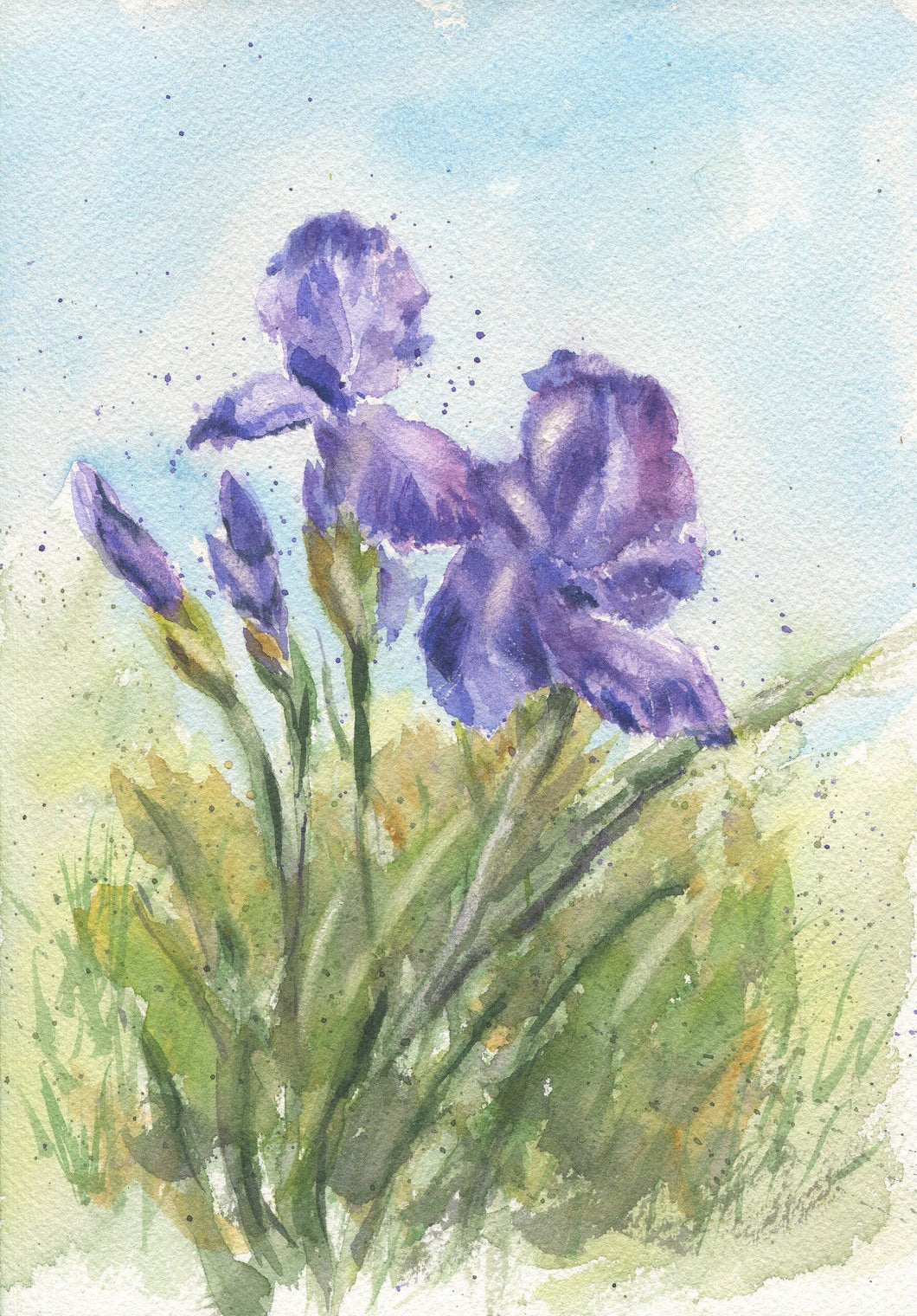 Iris:floral watercolor flower painting watercolor flowers home decor wall decor giclee print iris watercolor, iris watercolor print - Leigh Barry Watercolors