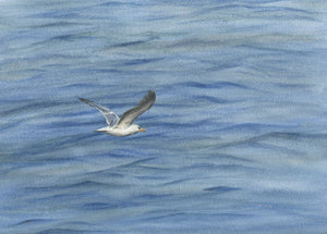 Seagull: Seagull Watercolor Print Or Original Painting Seabird painting Ocean Painting beach decor beach art beach painting Leigh Barry - Leigh Barry Watercolors